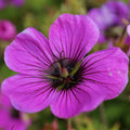 Geranium Patricia (Perennial Hardy Cranesbill)
