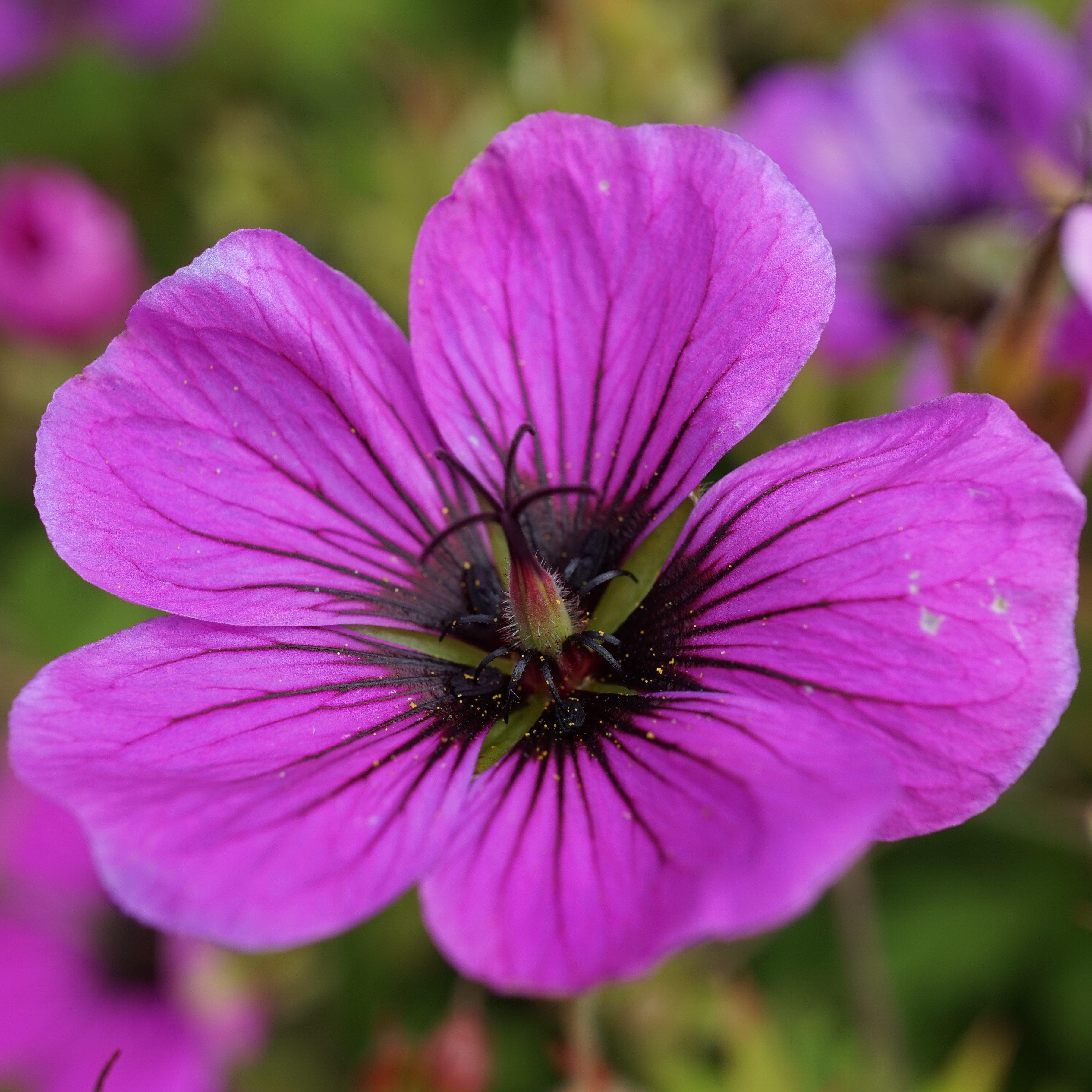 Geranium Patricia (Perennial Hardy Cranesbill)