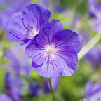 Geranium Tapestry Mix (Perennial Hardy Cranesbill)