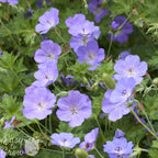 Geranium Rozanne Potted Plant 2 Pack (Cranesbill)