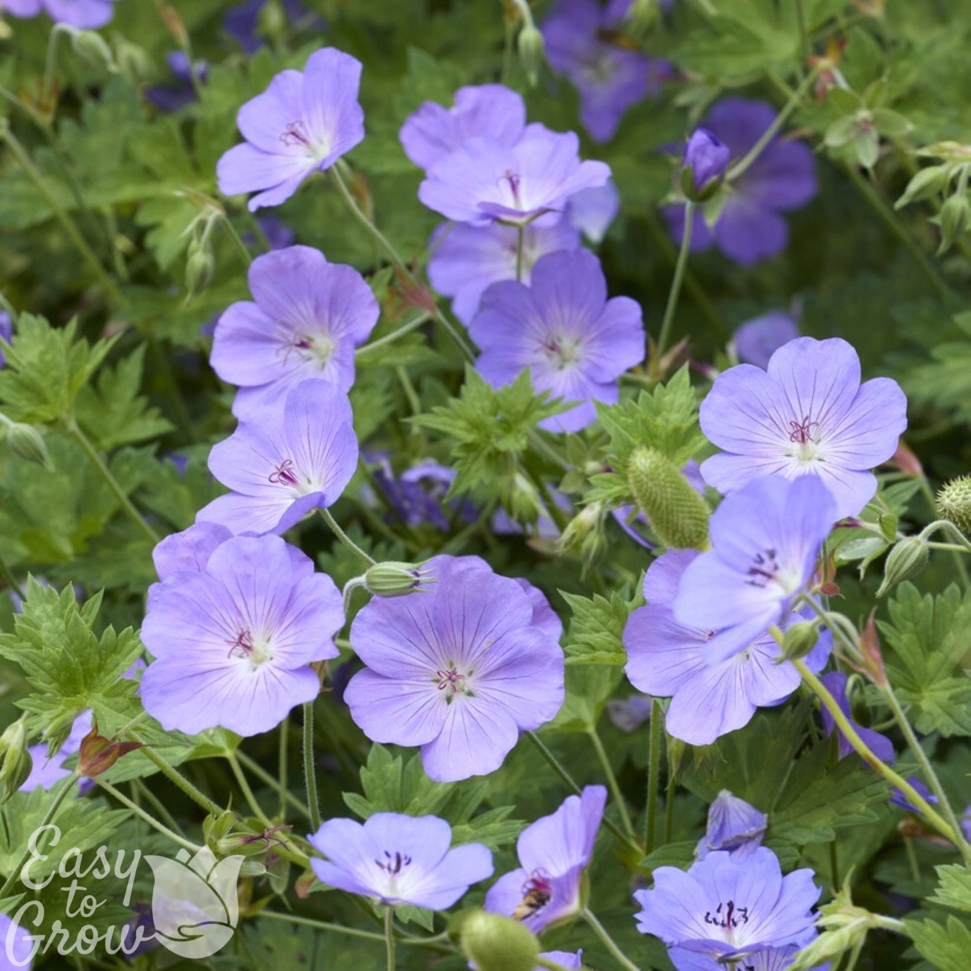 Geranium Rozanne Potted Plant 2 Pack (Cranesbill)