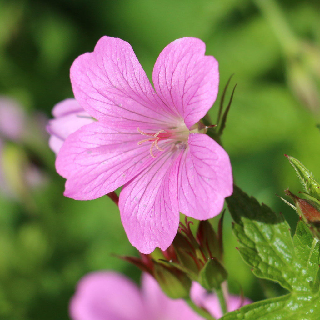 Geranium Tapestry Mix (Perennial Hardy Cranesbill)