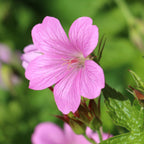 Geranium Tapestry Mix (Perennial Hardy Cranesbill)
