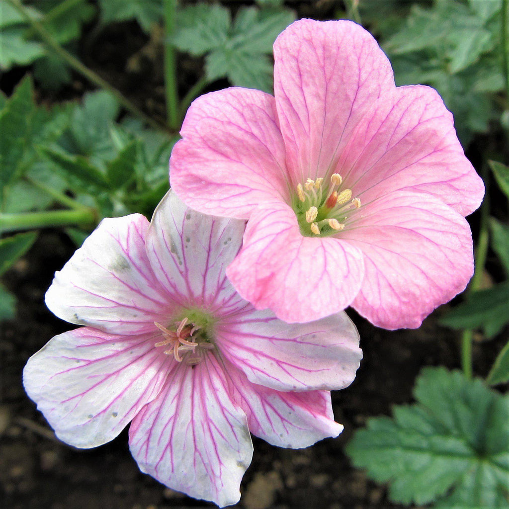 Geranium Wargrave Pink (Perennial Hardy Cranesbill)