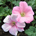 Geranium Wargrave Pink (Perennial Hardy Cranesbill)