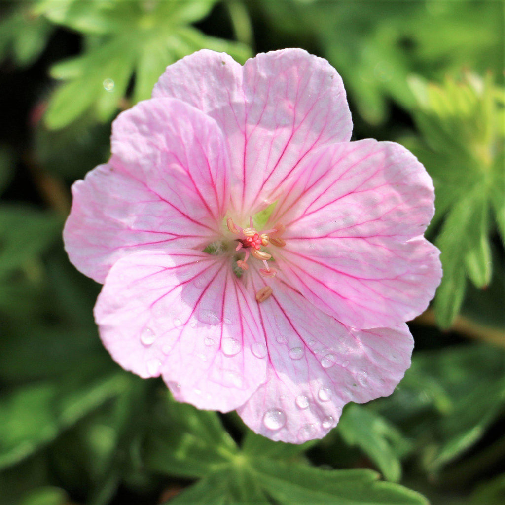 Geranium Wargrave Pink (Perennial Hardy Cranesbill)