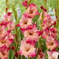 Gladiolus - Apricot Bubblegum