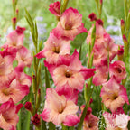 Gladiolus - Apricot Bubblegum