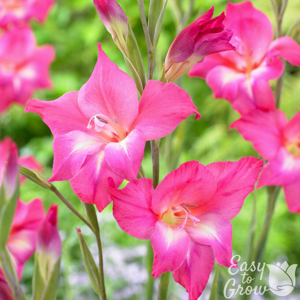 Gladiolus - Charm