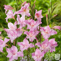 Gladiolus - Charming Lady