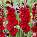 Gladiolus - First Blood