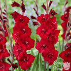 Gladiolus - First Blood