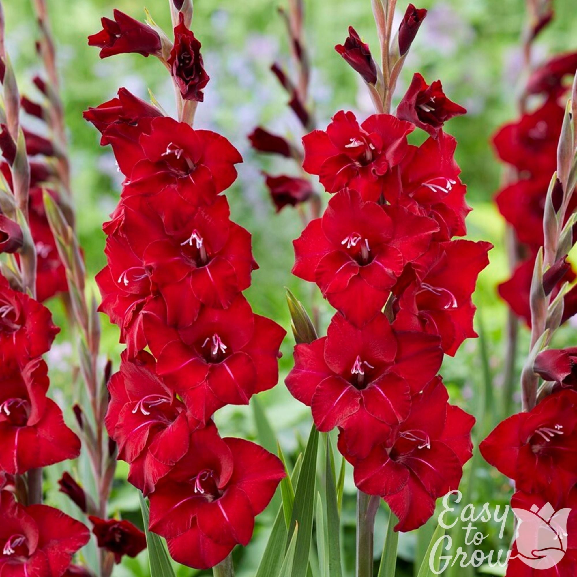 Gladiolus - First Blood