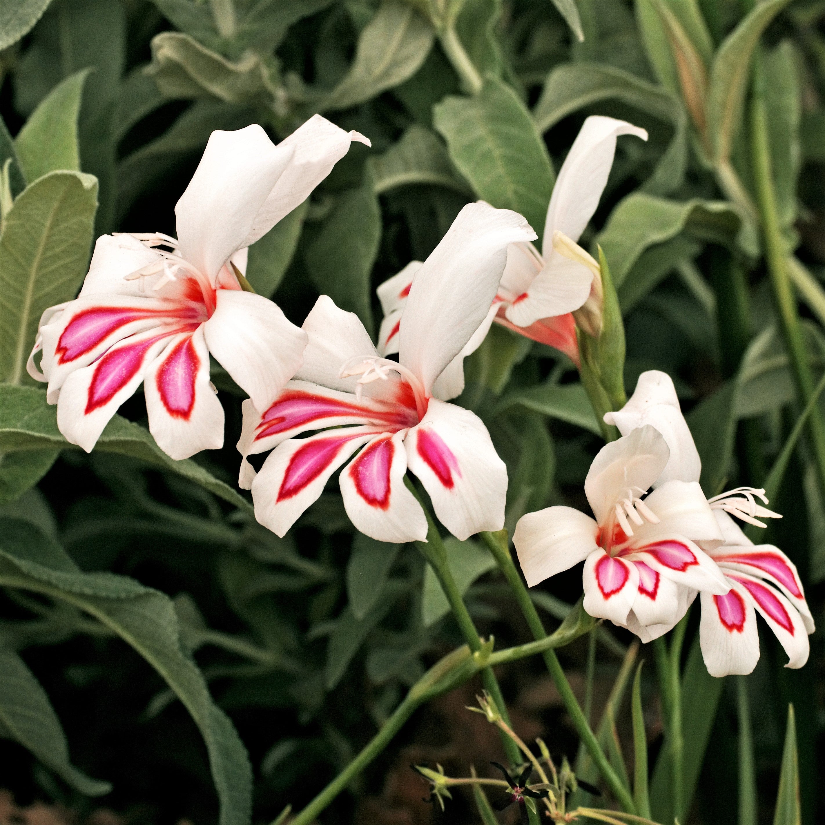 Gladiolus - Prins Claus