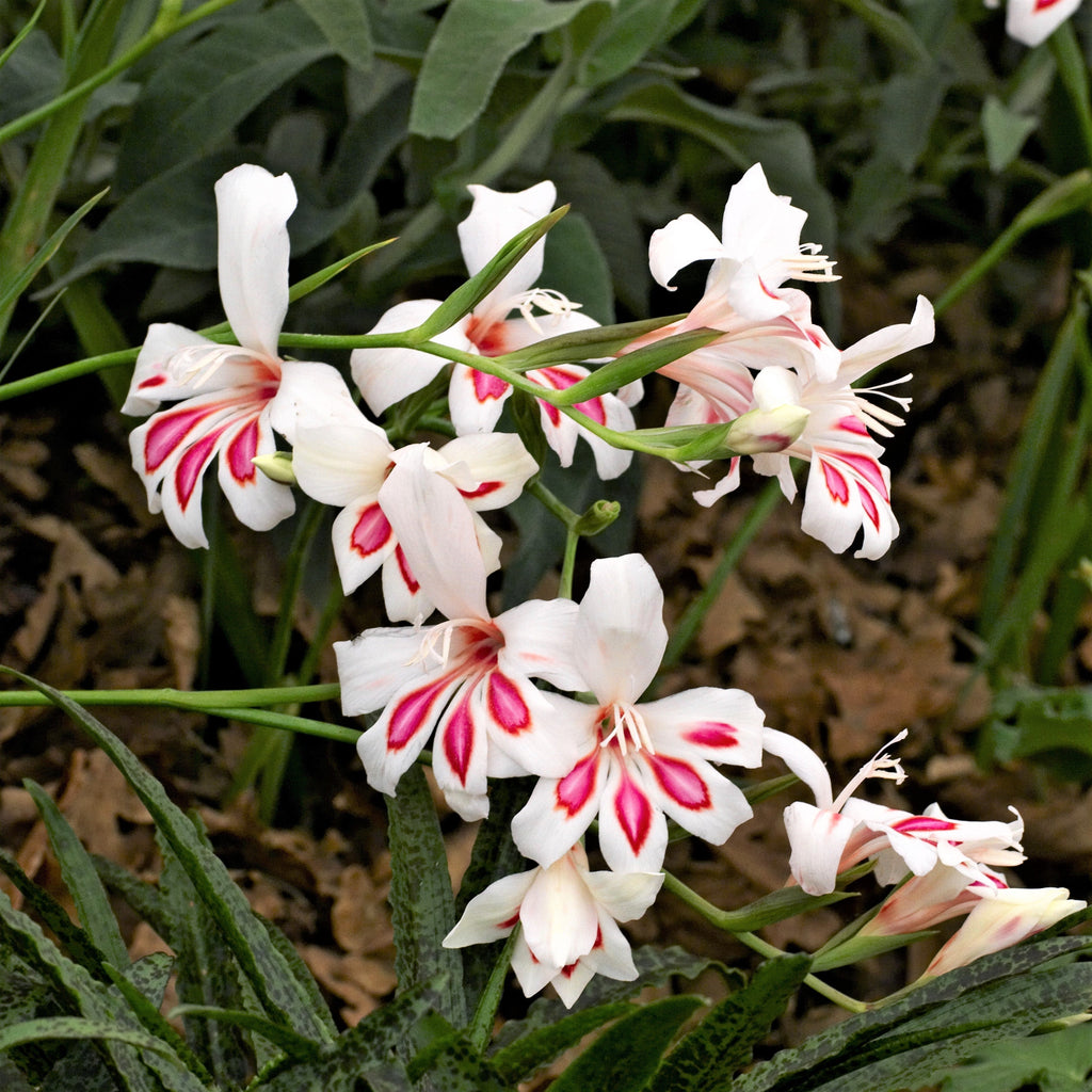 Gladiolus - Prins Claus