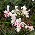 Gladiolus - Prins Claus