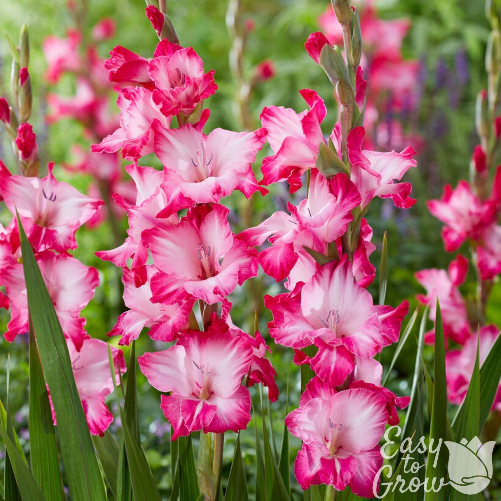 Gladiolus - Pink Pearl