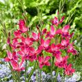 Gladiolus - Volcano