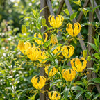 Gloriosa - Lutea
