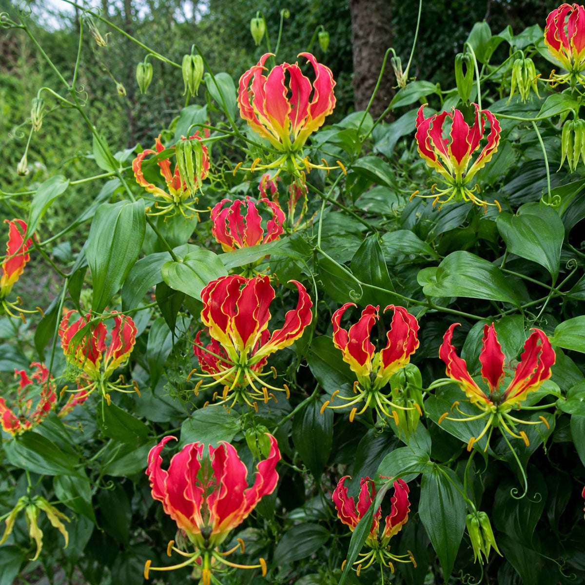 Gloriosa - Rothschildiana