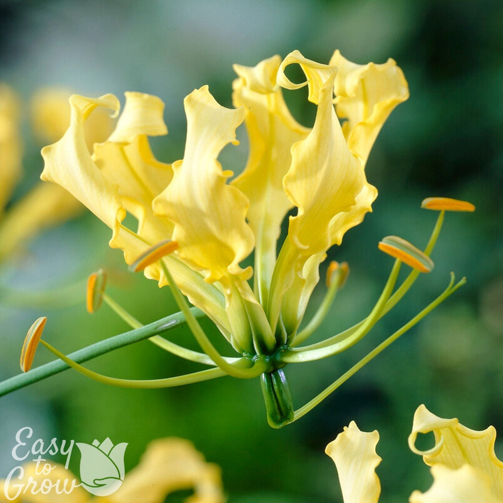 Gloriosa - Lutea