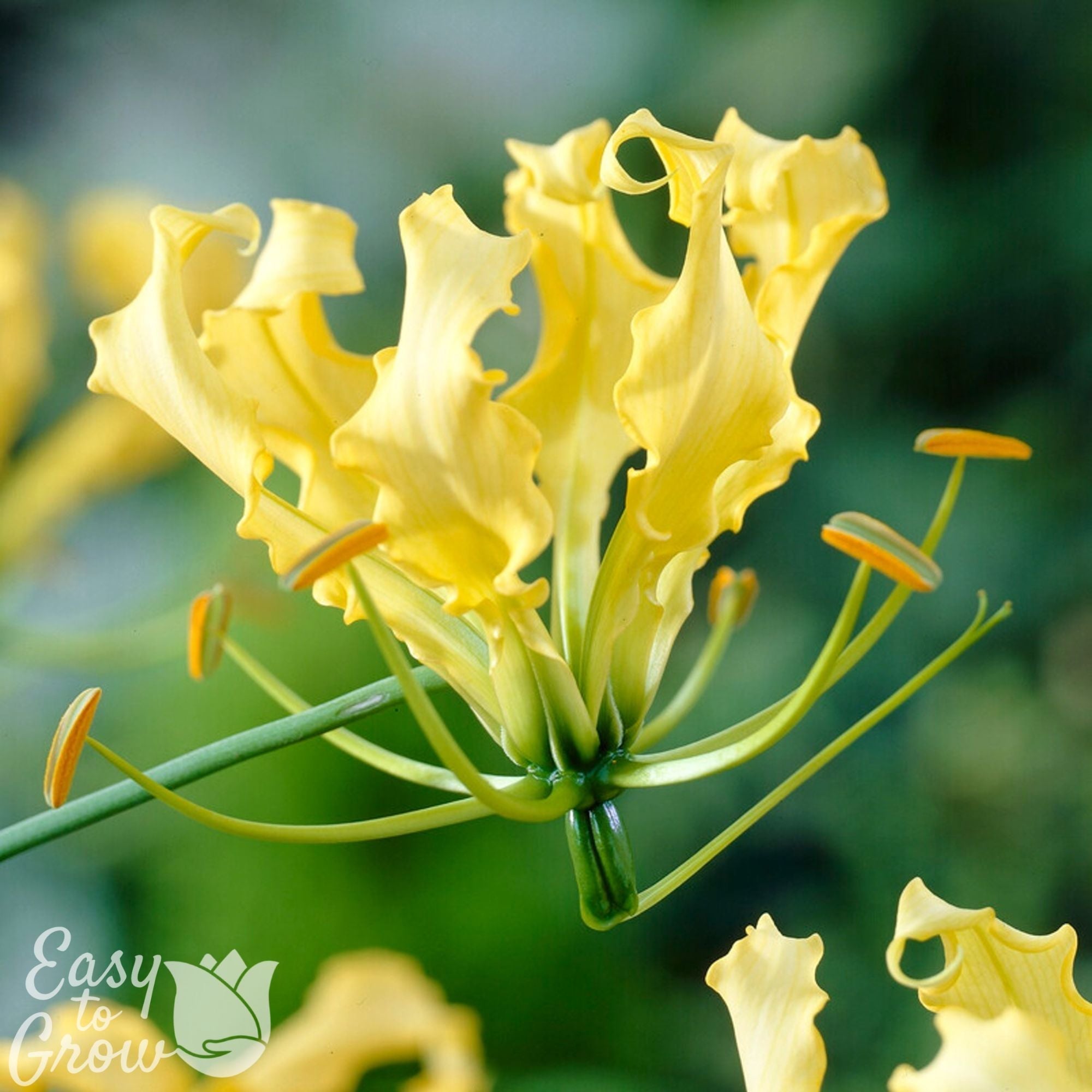 Gloriosa - Lutea