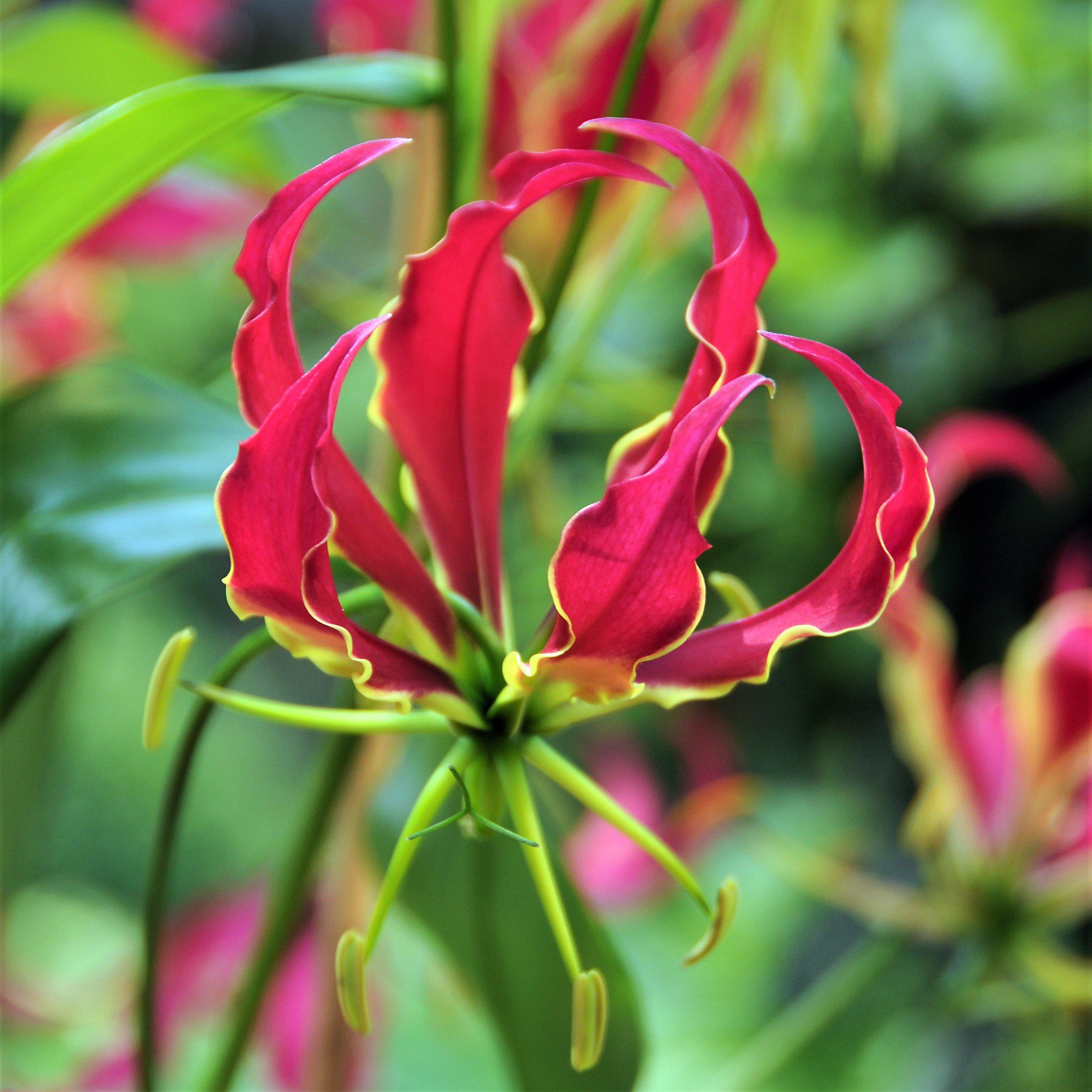 Gloriosa - Rothschildiana