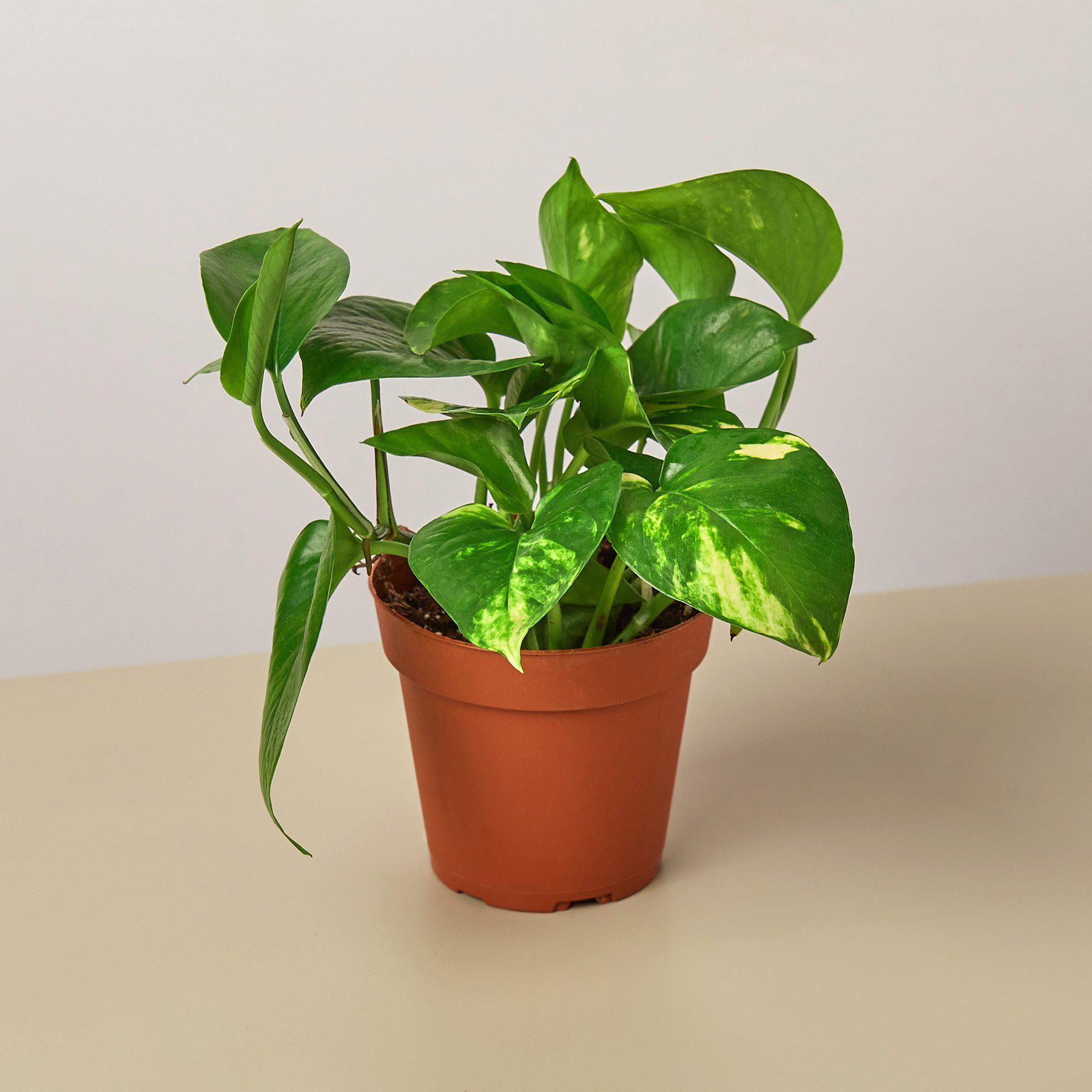 Golden Pothos Indoor Plant Plant Care and History - 4 Inch Pot