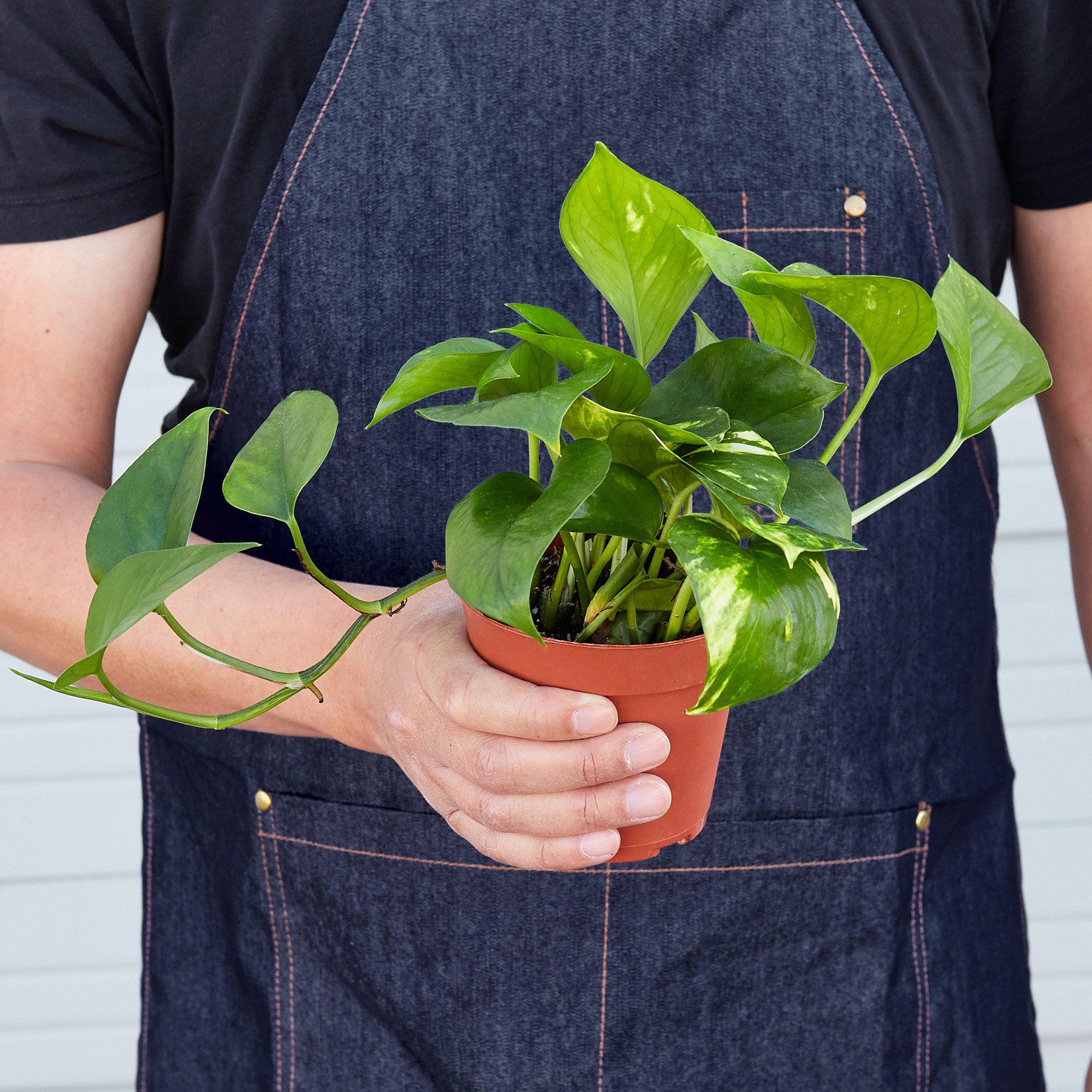 Golden Pothos Indoor Plant Plant Care and History - Size Reference