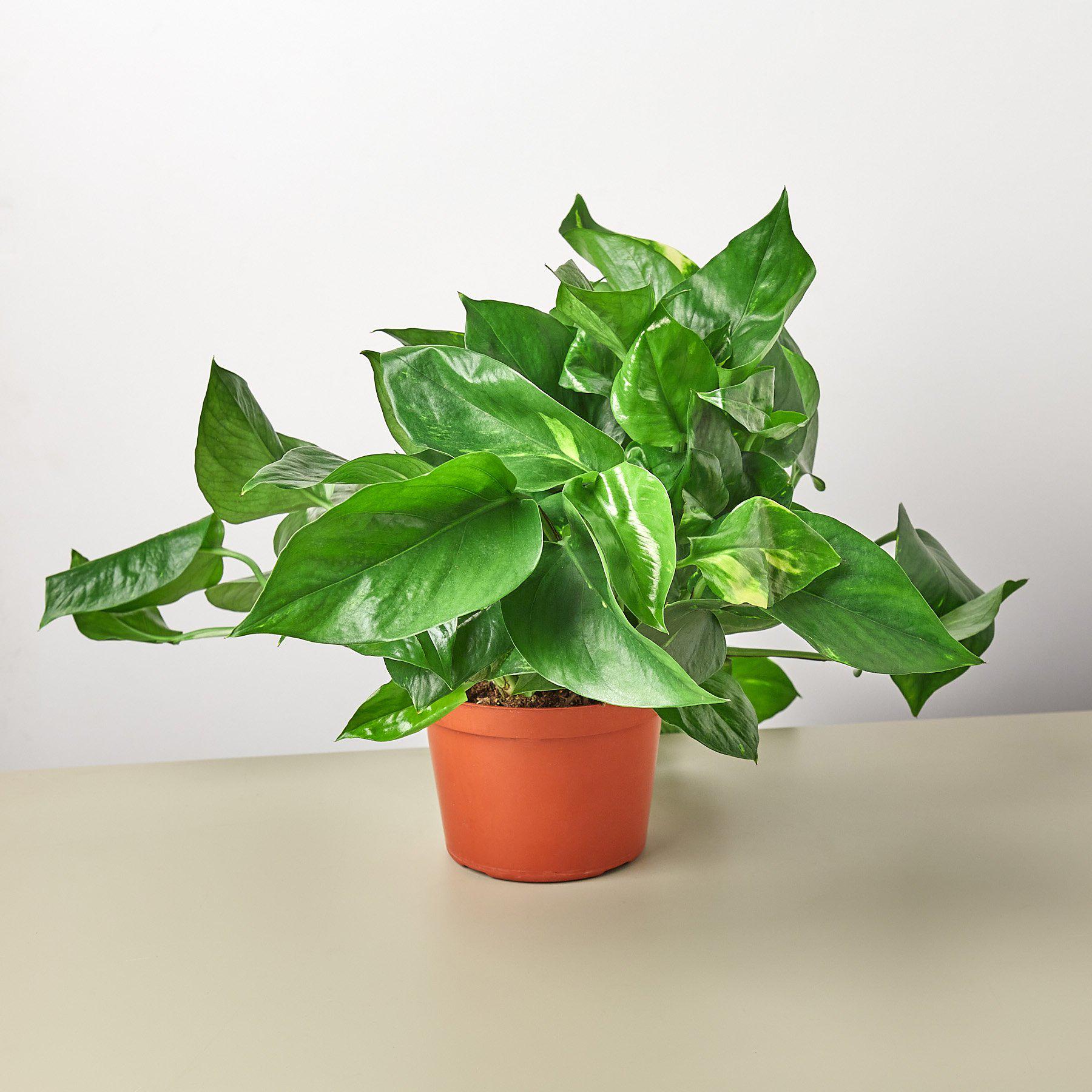 Golden Pothos Indoor Plant Plant Care and History - 6 Inch Pot