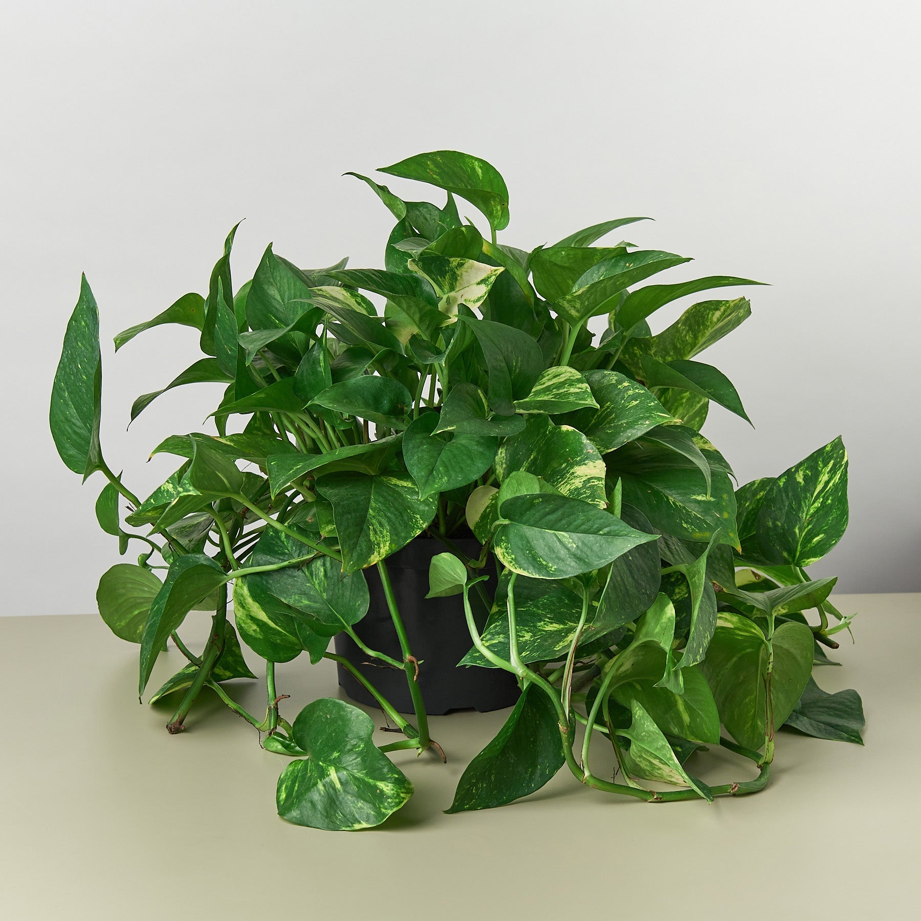 Golden Pothos Indoor Plant Plant Care and History - 8 Inch Pot