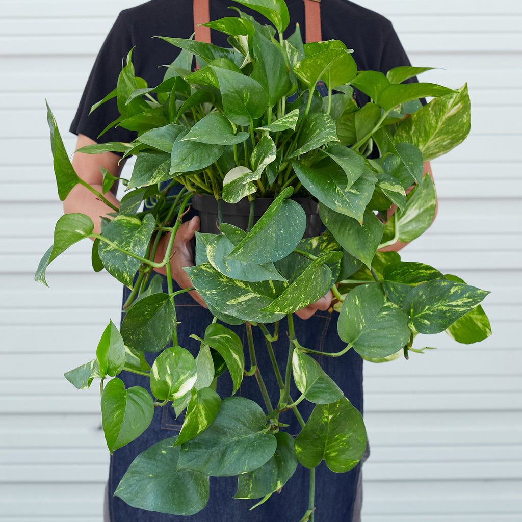 Golden Pothos Indoor Plant Plant Care and History - 8 Inch Pot Size Reference