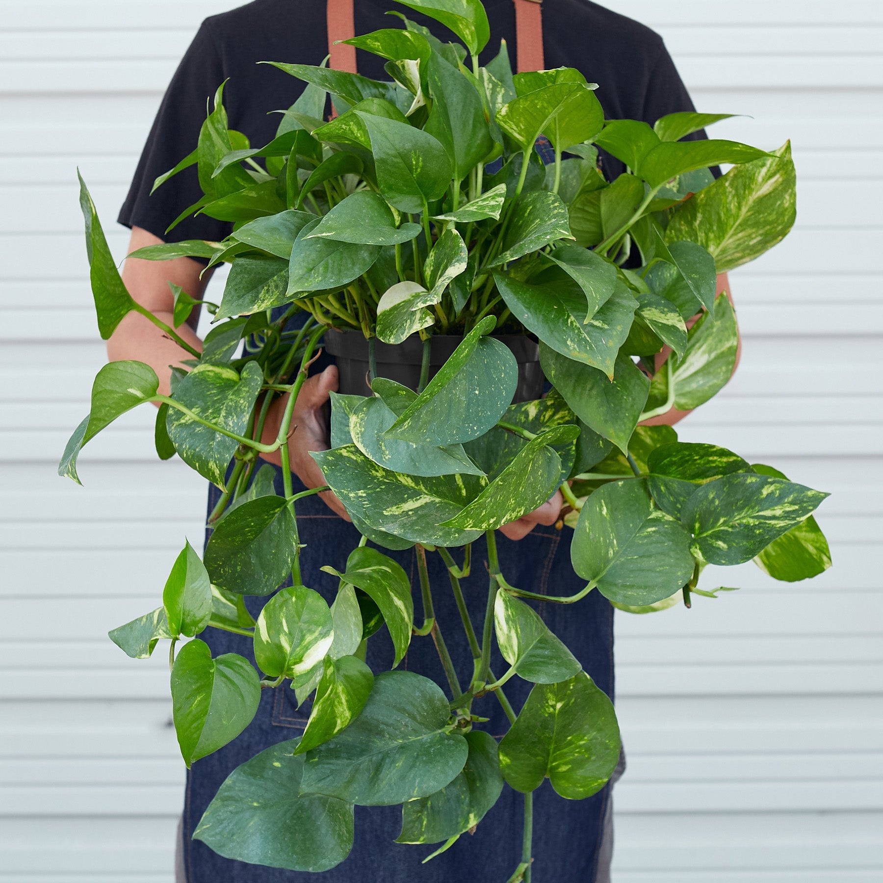 Golden Pothos Indoor Plant Plant Care and History - 8 Inch Pot Size Reference