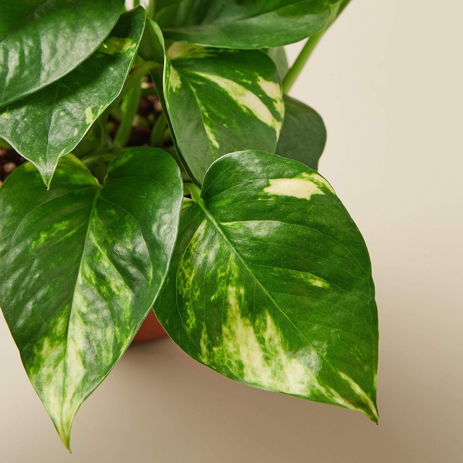 Golden Pothos Indoor Plant Plant Care and History - Close Up on Green Leaves