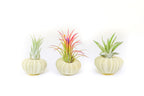 Green Urchins with Tillandsia Air Plants - Set of 3, 6 or 9