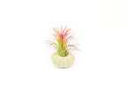 Green Urchins with Tillandsia Air Plants - Set of 3, 6 or 9