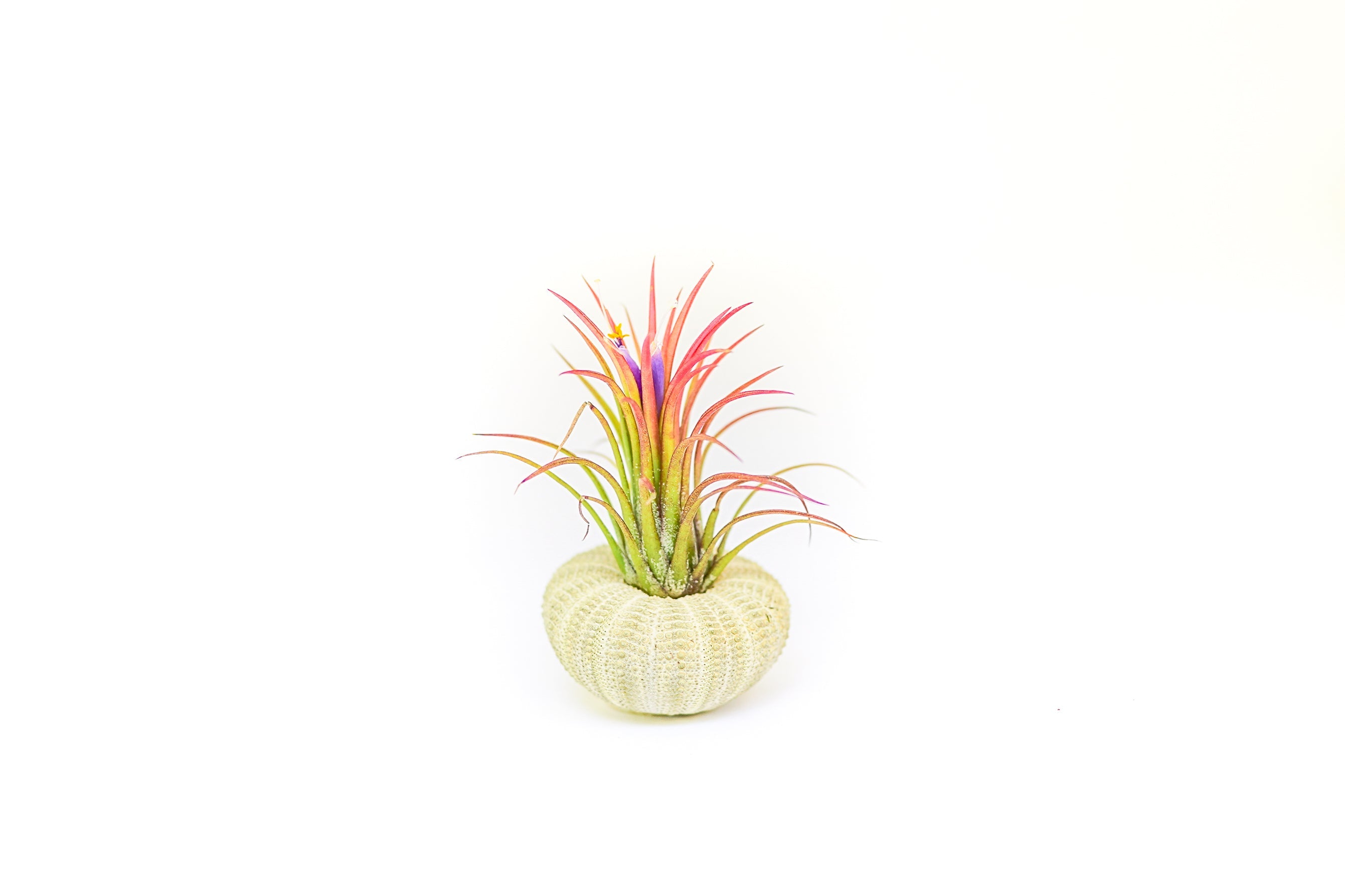Green Urchins with Tillandsia Air Plants - Set of 3, 6 or 9