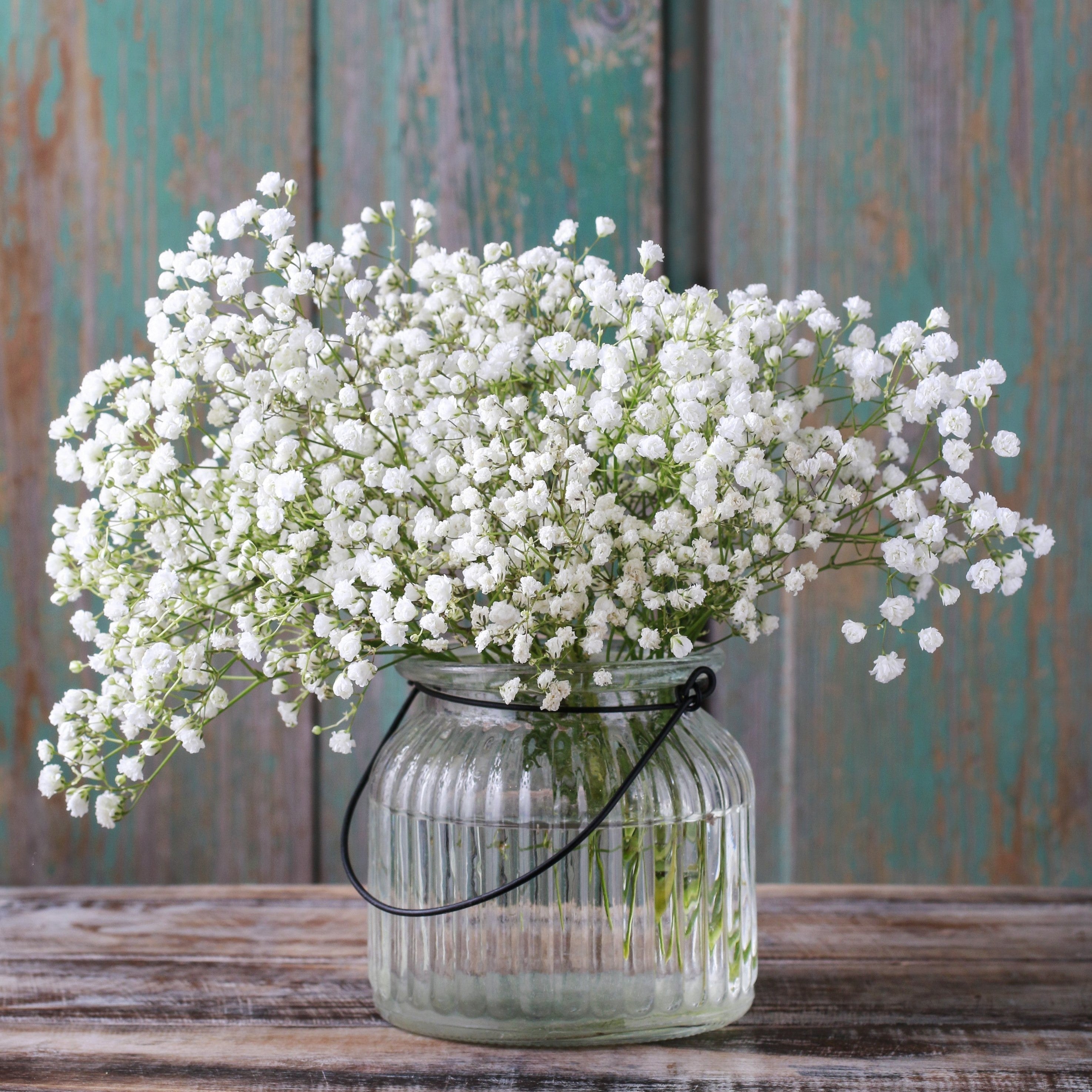 Gypsophila - Paniculata Baby's Breath White