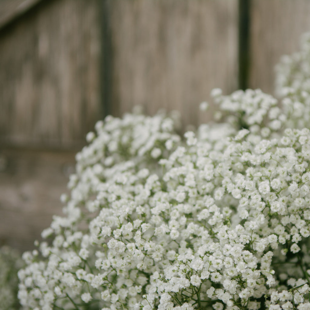 Gypsophila - Paniculata Baby's Breath White
