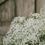 Gypsophila - Paniculata Baby's Breath White