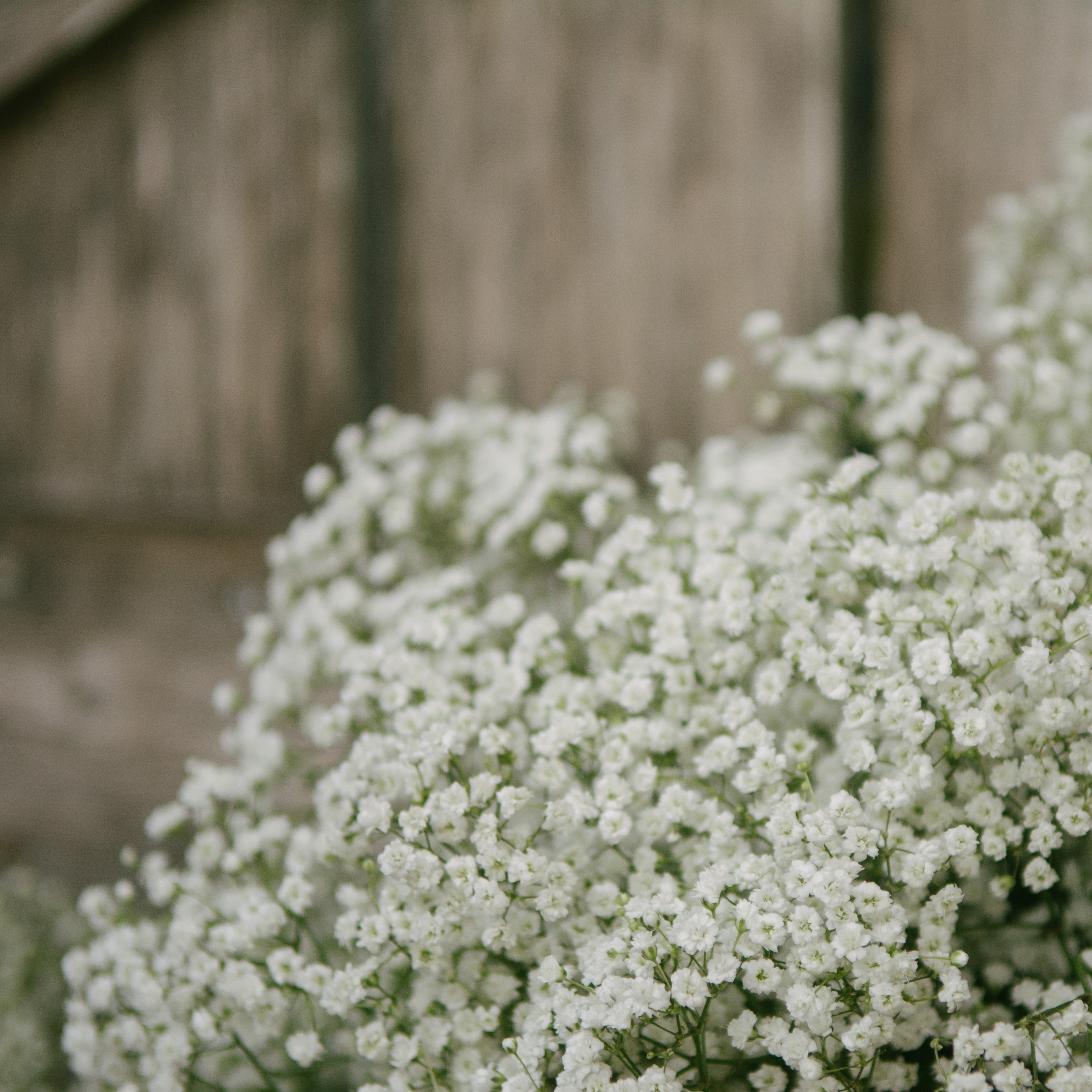 Gypsophila - Paniculata Baby's Breath White