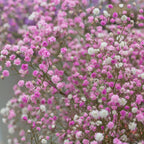 Gypsophila - Paniculata Baby's Breath Pink