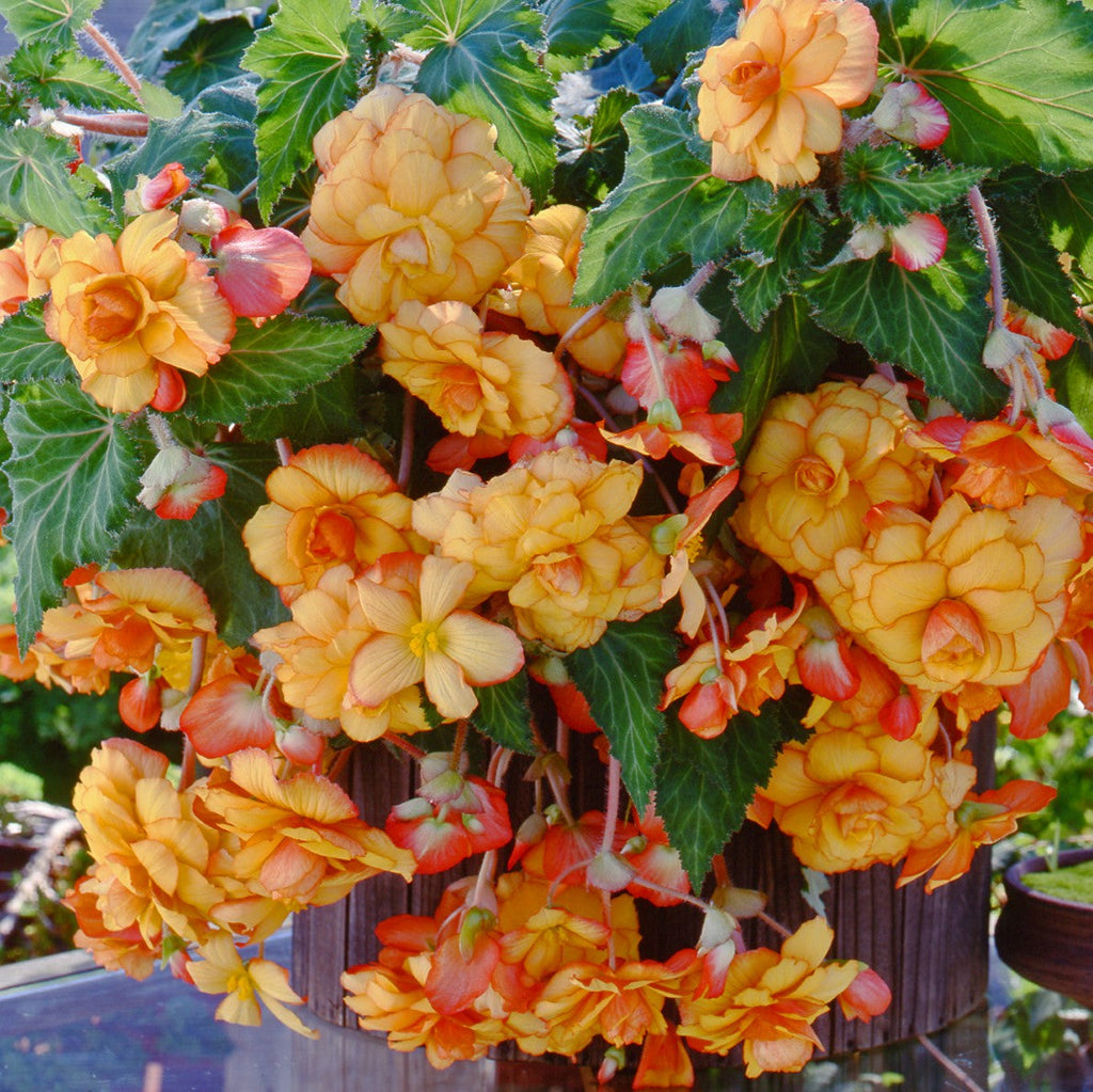 Begonia - Hanging Basket Picotee Yellow Red