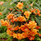 Begonia - Hanging Basket Picotee Yellow Red