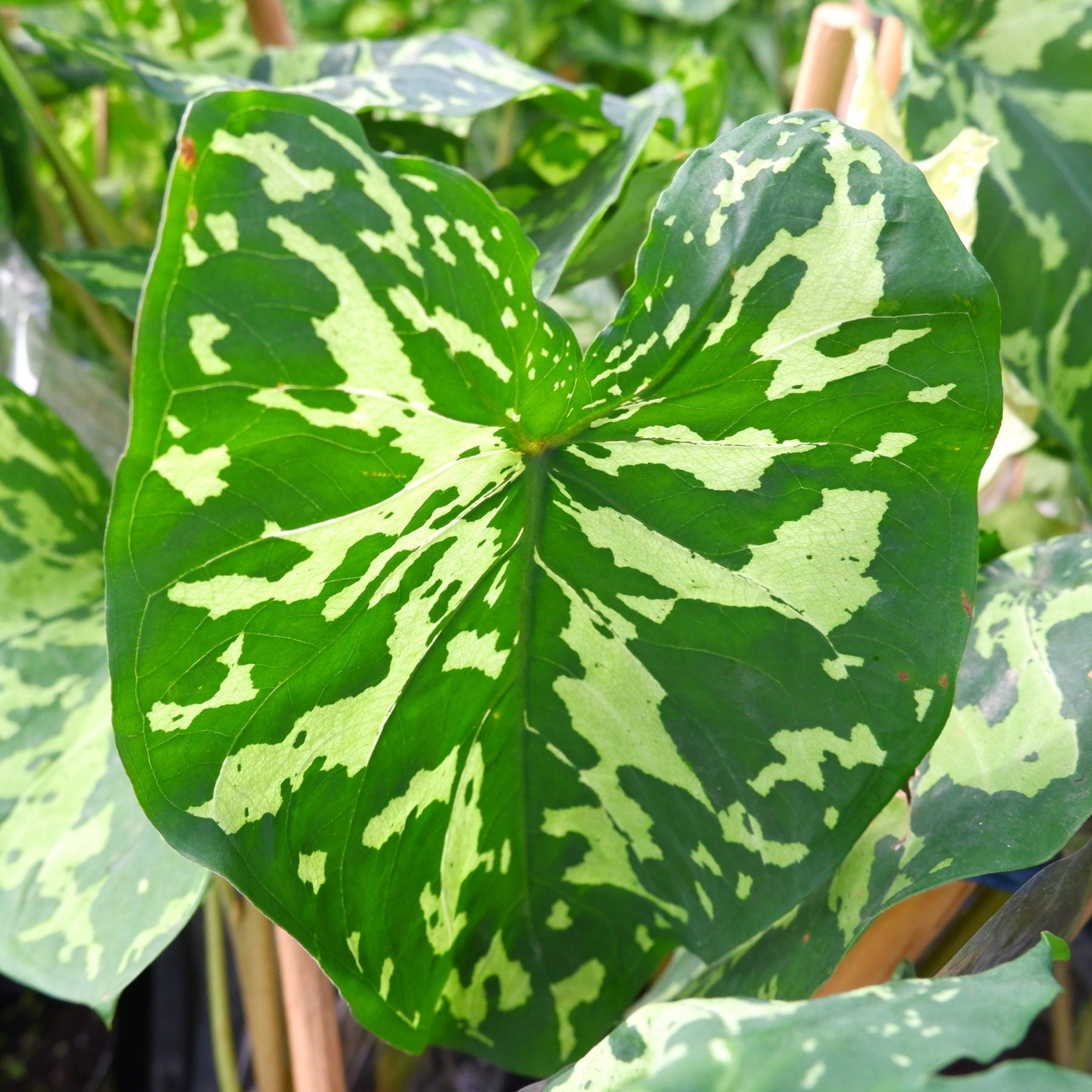 Alocasia - Hilo Beauty Elephant Ear