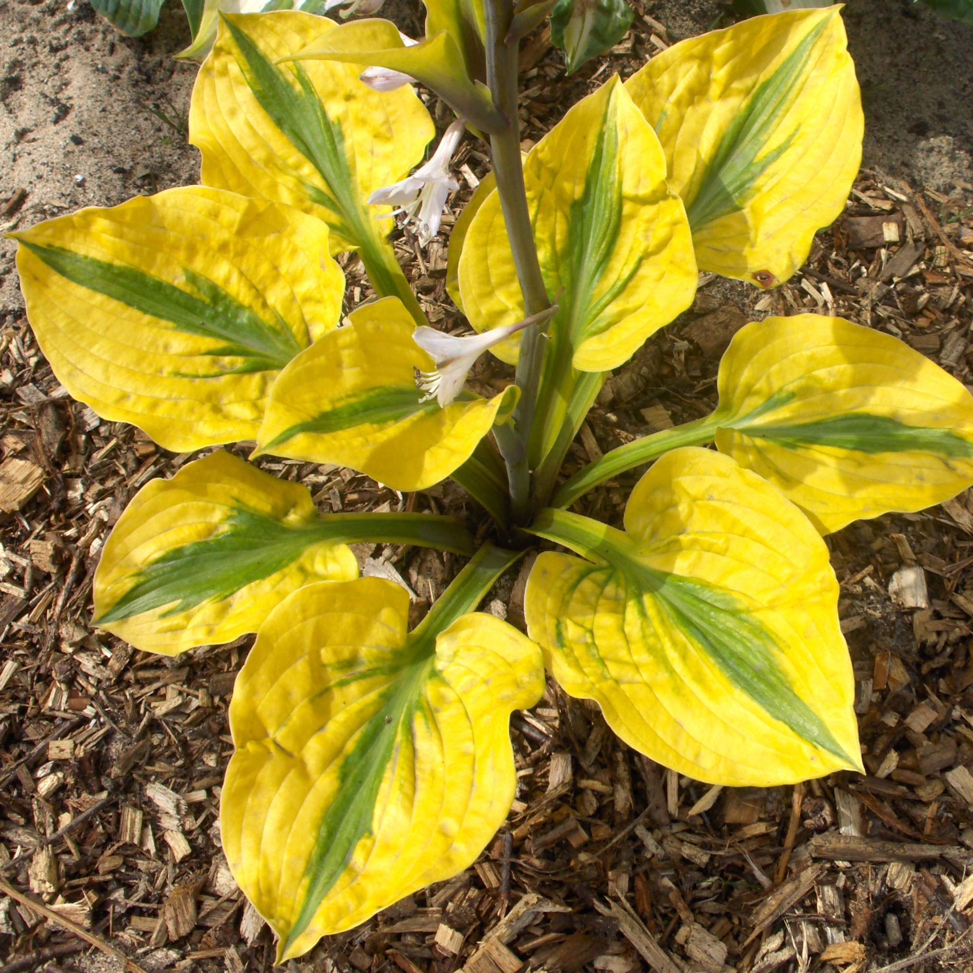 Hosta - Glad Rags