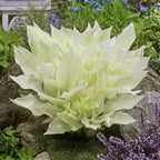 Hosta - White Feather