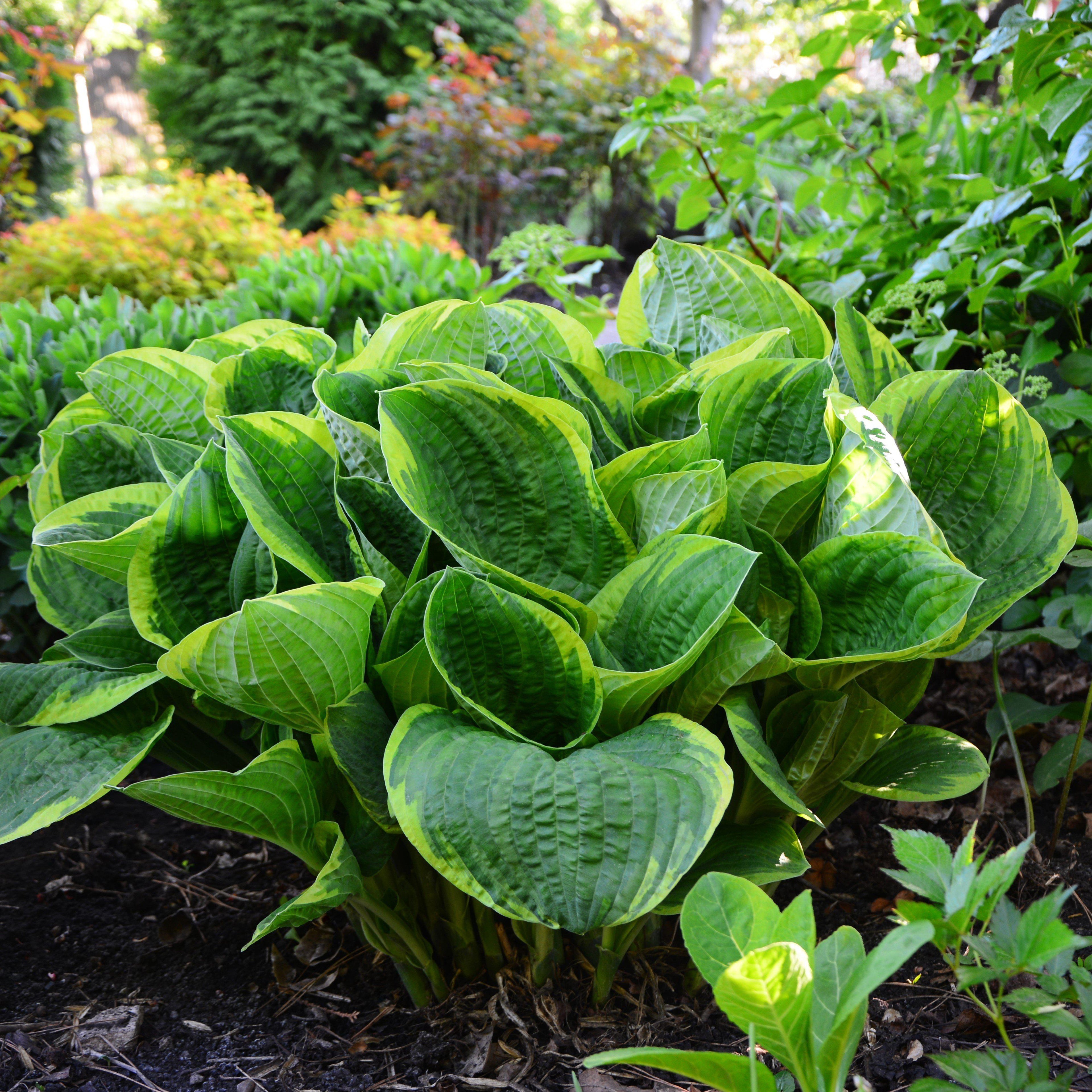 Hosta - Christmas Tree