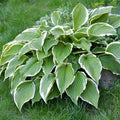 Hosta - Francee