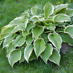 Hosta - Francee